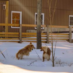 Dog on snow