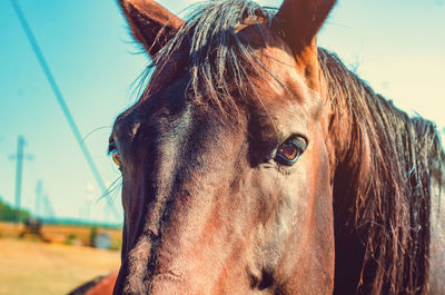 Emotional photo of brown horse with black mane looking into camera. muzzle of horse close up.