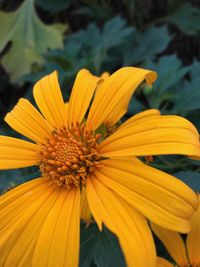 Close-up of yellow flower