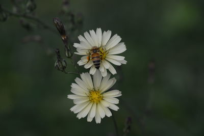 Close-up of white daisy flower