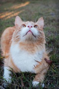 Close-up of cat looking away on field