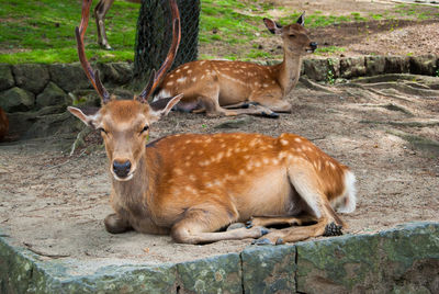 View of deer relaxing