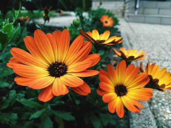 Close-up of orange flowering plants