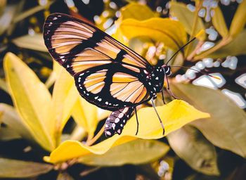 Close-up of butterfly pollinating on yellow flower