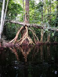 Reflection of trees on water in forest