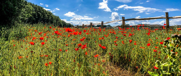 Red flowering plants on field against sky