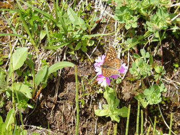 High angle view of butterfly on purple flower