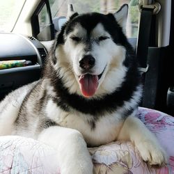 Close-up of dog sitting in car