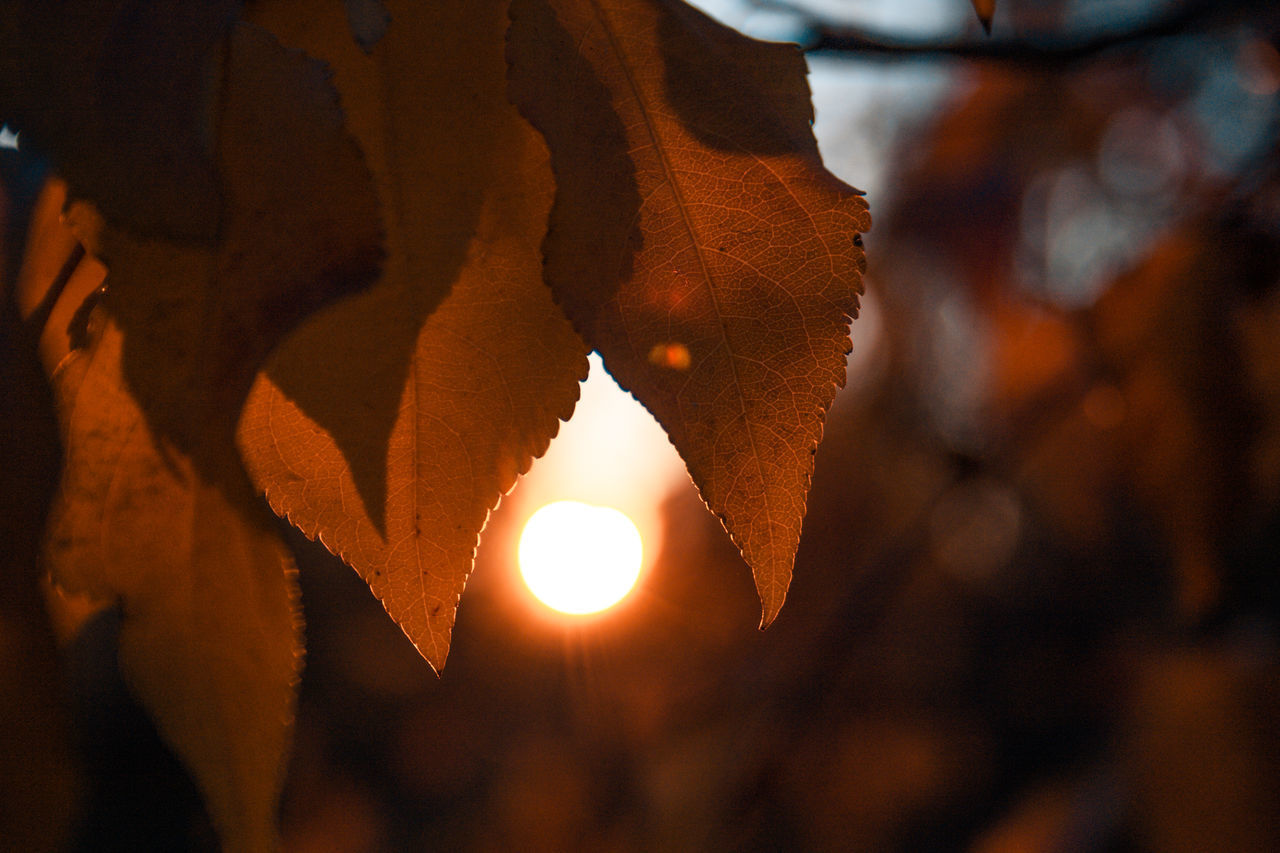 CLOSE-UP OF ILLUMINATED LIGHTS HANGING FROM TREE DURING SUNSET