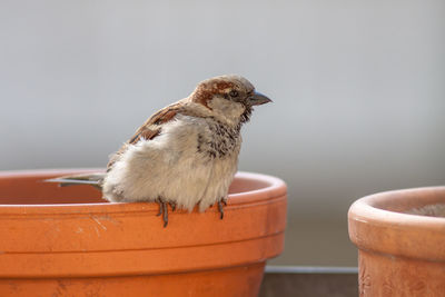 Close-up of bird perching on edge of birdbath