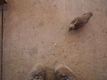 Low section of person on bird