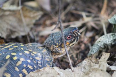 Close-up of a turtle