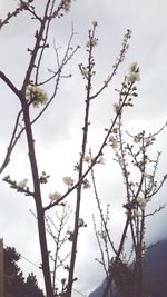 Low angle view of bare trees against sky