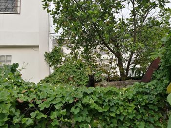Ivy growing on tree by building