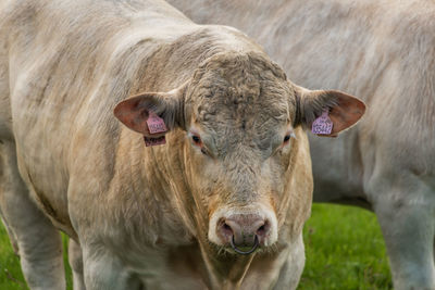 Portrait of cow