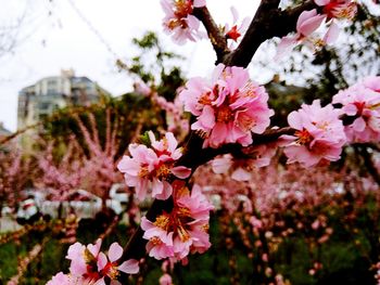 Close-up of pink flowers blooming on tree