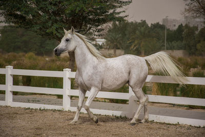 Horse standing in ranch