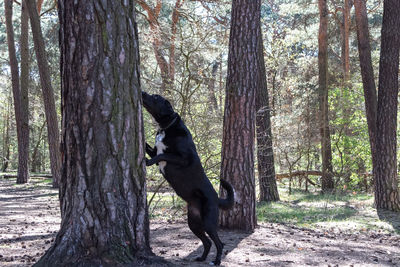 View of a dog on tree trunk