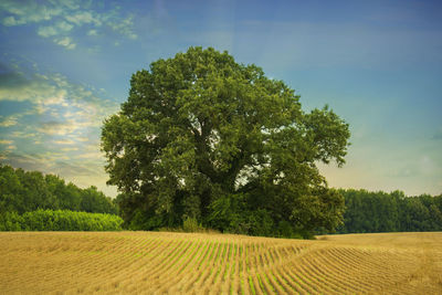 Scenic view of agricultural field against sky