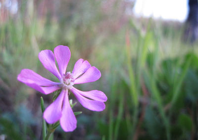 Close-up of purple flowers blooming outdoors