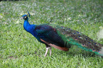 Peacock on a field