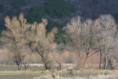 Bare trees on field against mountain