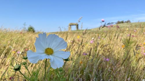 Close-up of cosmos flower on field against sky