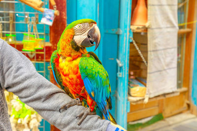 Close-up of parrot perching