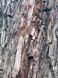 Full frame shot of tree trunk