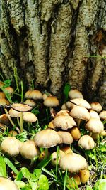 Close-up of mushrooms growing on tree trunk