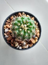 High angle view of potted plant