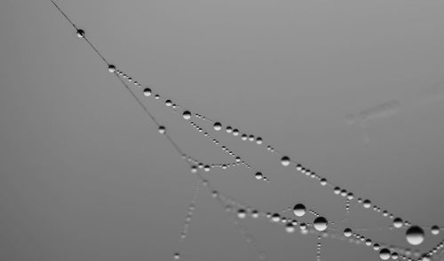 Close-up of water drop on power line