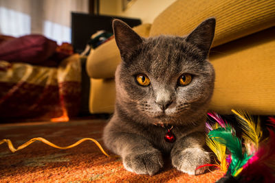 Close-up portrait of a cat