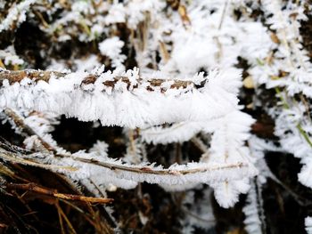 Close-up of snow covered plant