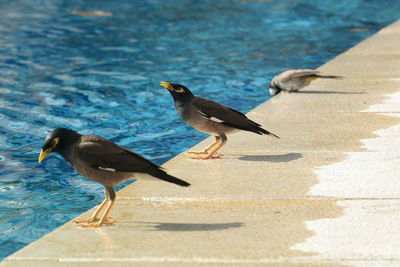 View of birds in the sea