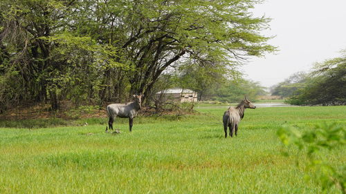 Asian antelopes grazing on field