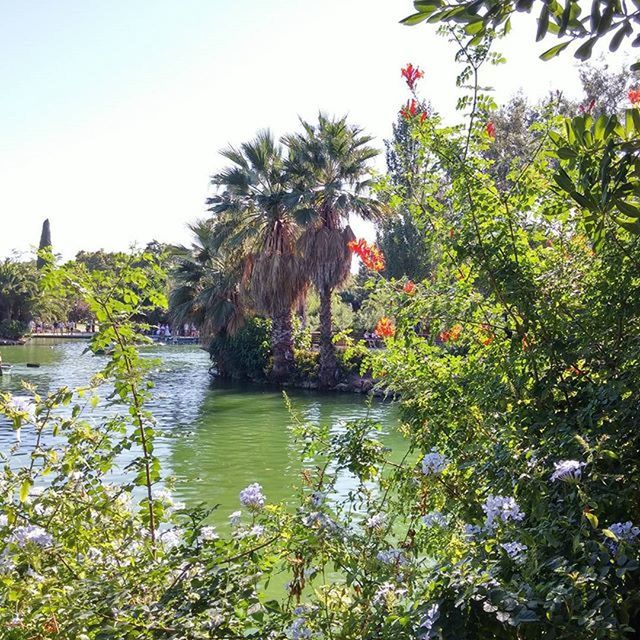 water, tree, clear sky, growth, plant, reflection, green color, nature, beauty in nature, lake, tranquility, pond, flower, tranquil scene, day, scenics, outdoors, green, sky, no people