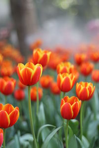Close-up of orange flowering plants