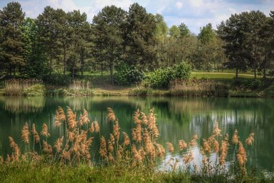 Scenic view of lake by trees against sky