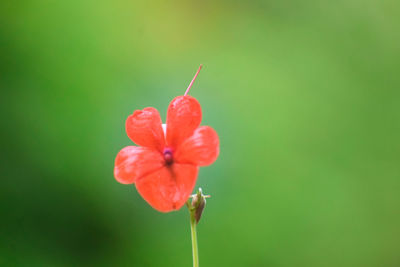 Close-up of red flower