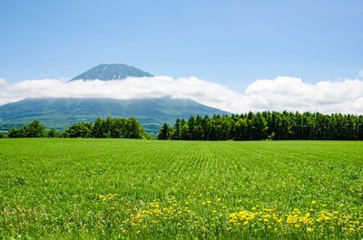 Scenic view of field against sky