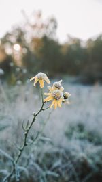 Close-up of yellow flowering plant on field
