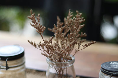 Close-up of dry plant in glass jar on table