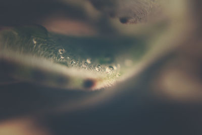 Full frame shot of raindrops on plant