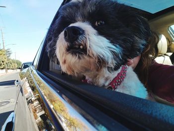 Close-up of dog in car