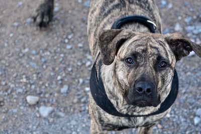 Close-up portrait of dog during winter