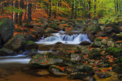 Scenic view of waterfall in forest