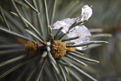 Close-up of flower