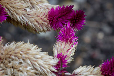 Close-up of pink thistle flowers