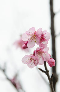 Close-up of pink flowers on branch